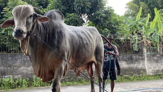 Peternak sapi asal Bantul Sarjono (51) sedang memandikan sapinya yang terpilih jadi hewan kurban Presiden Prabowo di Jati Wonokromo, Bantul, Minggu 17 Mei 2026. (ANTARA/Agung Dwi Prakoso)