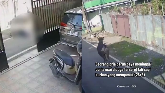 Pria Tewas Terseret Sapi Kurban