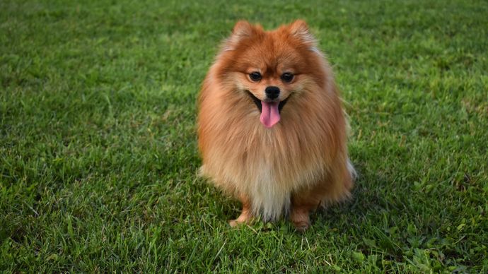 Anjing Pomeranian