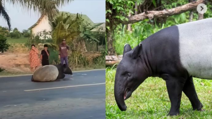 Tapir Berkeliaran di Lampung