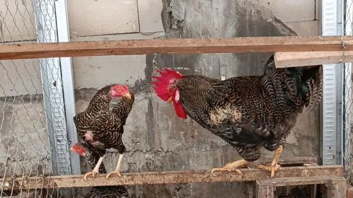 Konsep Sinergi Peternakan Ayam Kampung Petelur Unggul dan Maggot BSF oleh UGM dan BRIN sebagai solusi terhadap tantangan peternakan rakyat.