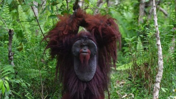 Arsip Foto - Satu individu orangutan morio (Pongo pygmaeus morio) berada di kawasan Pusat Rehabilitasi Samboja Lestari, Kutai Kartanegara, Kalimantan Timur, Rabu, 29 April 2026. 