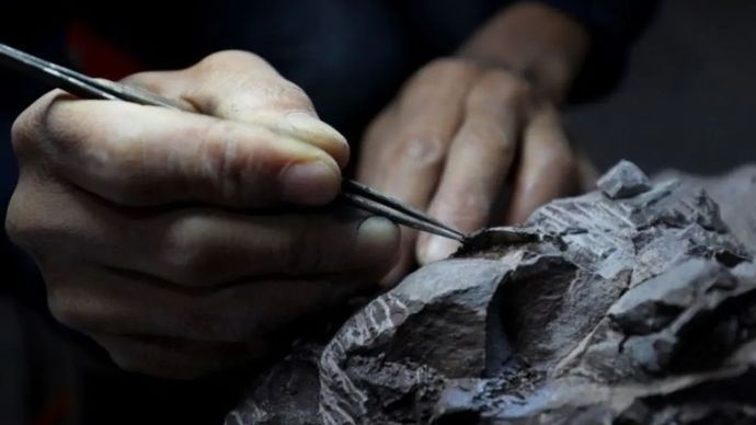 FUZHOU, 19 Mei (Xinhua) -- Sebuah sarang berisi fosil telur dan beberapa pecahan kulit telur ditemukan di Provinsi Fujian, China timur. Telur-telur tersebut merupakan milik Oviraptorosaurus, spesies dinosaurus pencuri telur terkenal, yang berasal dari Zaman Kapur Akhir. (Xinhua)