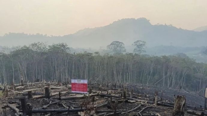 Temuan kebakaran hutan dan lahan (karhutla) seluas 1.511,55 hektare areal konsesi perkebunan di Pulau Kalimantan oleh Kemenhut. 