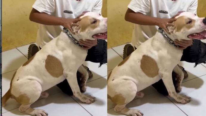 VIDEO: Penampakan Anjing Pitbull yang Gigit Anak 8 Tahun di Bandung Sampai Terluka