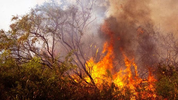 Kebakaran hutan di Aljazair Utara