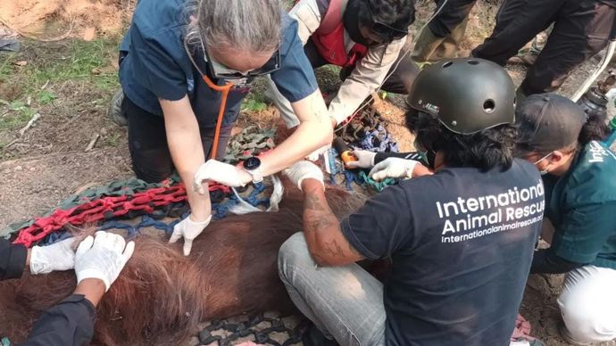 Dokter memeriksa kondisi orang utan kalimantan (Pongo pygmaeus) dalam kondisi lemah diduga karena paparan asap kebakaran lahan di Desa Kuala Satong, Kecamatan Matan Hilir Utara, Kabupaten Ketapang