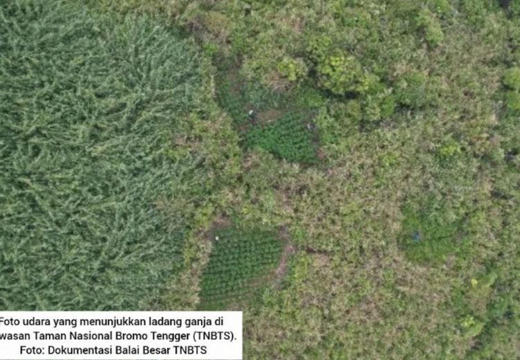 Viral Ada 59 Titik Ladang Ganja di Kawasan Gunung Bromo, Pantas Dilarang Terbangin Drone