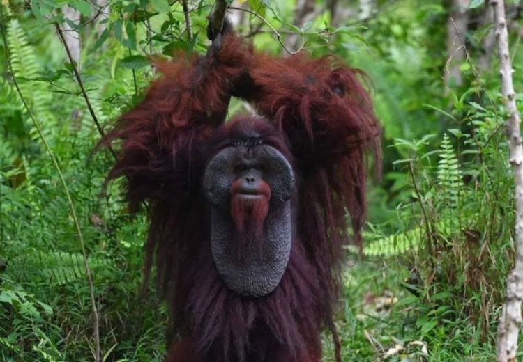 Menhut Siapkan Kawasan Preservasi 87 Ribu Hektare untuk Lindungi Habitat Orangutan di Kaltim