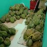 Ramai Warga Panik Bau Gas, Ternyata Bersumber dari Durian
