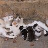 Viral Kucing Jadi ‘Kurir’ Narkoba
