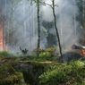 Turis Tersesat 2 Minggu di Hutan dan Masih Hidup, Kok Bisa?