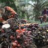 Kabar Baik, Indonesia Menang Sengketa Biodiesel di WTO