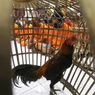 Belasan Polisi Ditangkap Diduga Culik dan Bunuh Pelaku Sabung Ayam