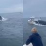 Detik-detik Menegangkan Kapal Nelayan Dihantam Paus Biru Berukuran 25 Meter hingga Terbalik