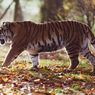 Ngeri, Turis Diserang Harimau Saat Selfie