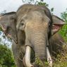 Ngeri, Turis Diijak Gajah Usai Selfie