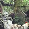 Viral Keeper Taman Safari Siksa Burung Unta, Susul Kasus Eksploitasi eks Pemain Sirkus OCI