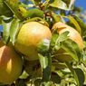 6 Manfaat Buah Pir Sesegar Rasanya