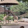 Pemkot Bandung Minta Kemenhut Tinjau Ulang Izin Bandung Zoo