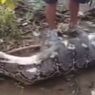 Petani di Buton Selatan Tewas Ditelan Ular Piton Sepanjang 8 Meter