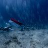 Khidmat! PIS Gelar Upacara Bendera di Bawah Laut dan Transplantasi Terumbu Karang di Labuan Bajo
