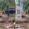 Warga Mempawah Kalbar Tewas Tertimpa Pohon Palem
