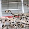 Fosil Tulang Paha Tyrannosaurus Terpanjang di Asia Ditemukan