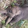 Polda Riau Usut Kematian Gajah Sumatera di Taman Nasional Tesso Nilo