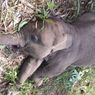 Balai TNTN Ungkap Penyebab Kematian Gajah Tari akibat Virus Herpes