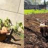 Viral Dosen UIN Malang Guling-guling di Tanah Saat Cekcok dengan Tetangga, Kampus Buka Suara