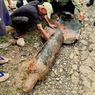 Petani Sukabumi Temukan Bom Mortir Sisa Perang Dunia II di Sawah