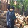 Kemenhut Bekuk HK, Pengendali Jaringan Kayu Jati Ilegal di Baluran