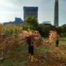 PLN Sulap Limbah Jagung jadi Listrik, Petani Tuban Raih Tambahan Penghasilan