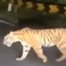 Kapolsek Semaka: Video Warga Dimangsa Harimau Adalah Hoaks