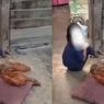 Bocah 5 Tahun di Lampung Dirantai dan Ditinggal Tanpa Makanan, Hanya Diberi Segelas Kopi Setiap Hari