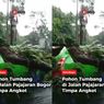 VIDEO: Pohon Besar Tumbang Timpa Angkot di Bogor, Sampai Ringsek