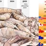 Infografik: Ekspor Udang Indonesia ke AS Usai Kontaminasi Radioaktif
