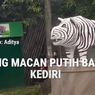 Patung Macan Putih di Kediri Jadi Sorotan, Bentuk Visualnya Mirip Badak