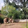 Kemenhut Pastikan Keamanan Satwa Usai Izin Bandung Zoo Dicabut