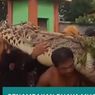 VIDEO: Penampakan Buaya Raksasa Ditangkap Warga di Babelan