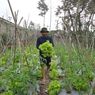 Dari Kebun ke Dapur, Petani Sayur Boyolali Temukan Harapan Baru Lewat MBG
