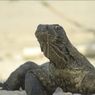 Polisi Bongkar Jaringan Internasional Penyelundupan Komodo dari NTT ke Thailand