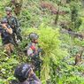 TNI Bongkar Ladang Ganja Siap Panen di Papua