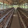 Sempat Sulit Terjual, Kini Seluruh Telur Peternak Ayam Ini Terserap Berkat MBG