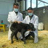Ilmuwan China Berhasil Kembangkan Kloning Yak Skala Besar, 10 Anak Yak Lahir Alami