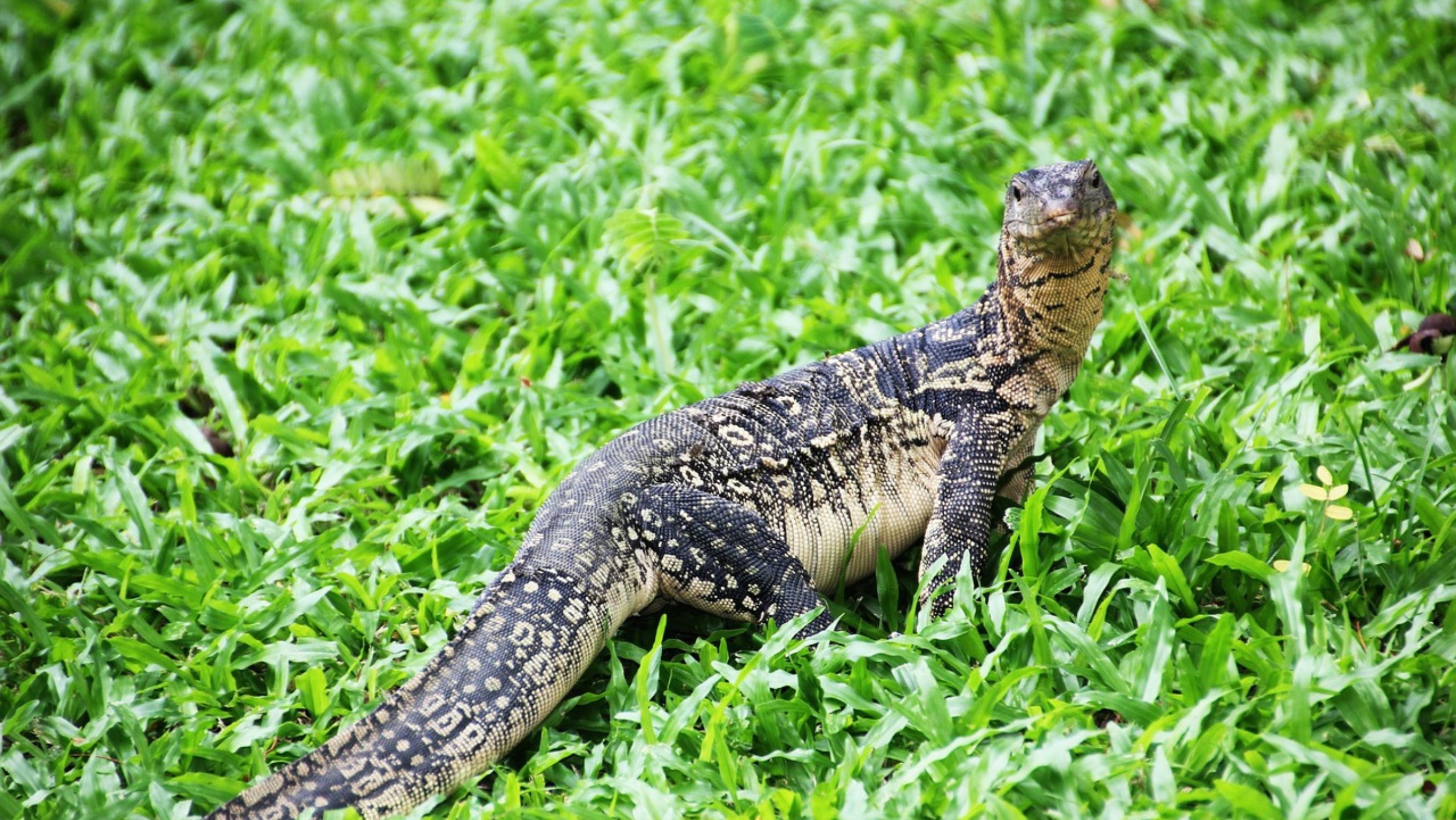 Seekor hewan Biawak <b>(Pixabay)</b>