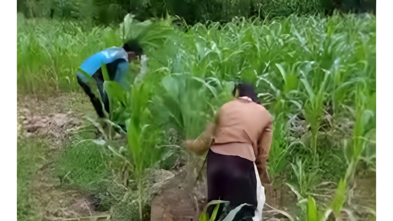 Petani babat tanaman jagung  <b>(Instagram )</b>