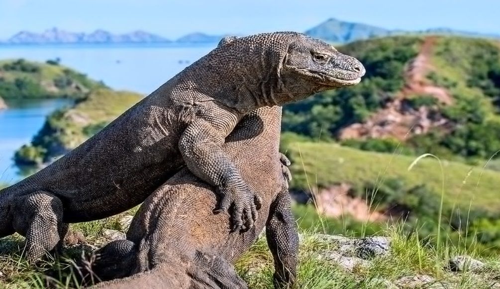 Komodo <b>(Indonesia.travel)</b>