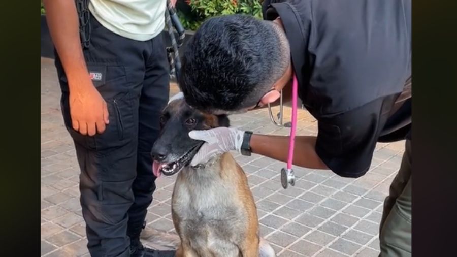 Dokter hewan periksa anjing guard yang dipukul security  <b>(TikTok )</b>